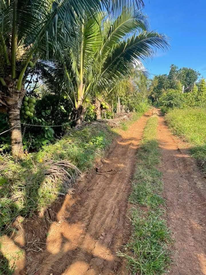 Đất đỏ 6.5 sào tại Buôn Ma Thuột - Giá chỉ 2.275 tỷ, cơ hội đầu tư hấp dẫn!