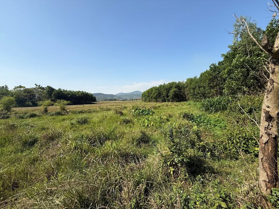 Đất Farm 6000m² tại Thành Công, Phổ Yên - Giá chỉ 1 triệu/m², cơ hội đầu tư tuyệt vời!