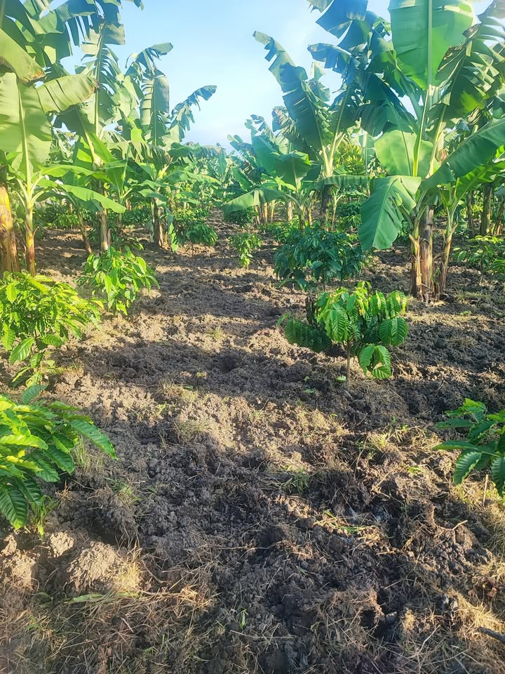 Đất tách thửa 2 sào tại thôn 5, Hòa Nam - Giá 1.1 tỷ, cơ hội đầu tư hấp dẫn!