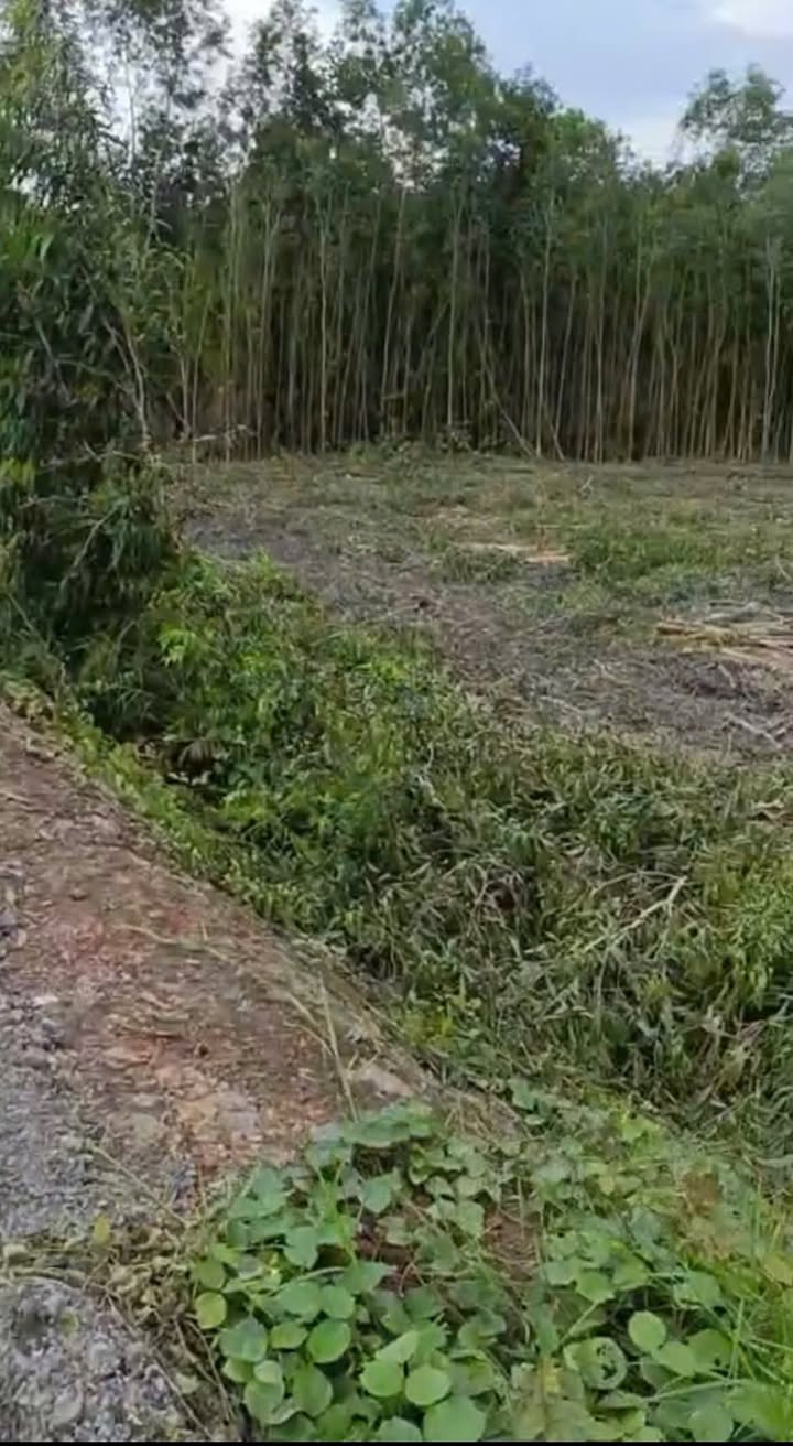 Đất vườn 10.000m² tại Thạnh Lợi, Bến Lức - Giá chỉ 4.5 tỷ, hướng Tây Bắc!