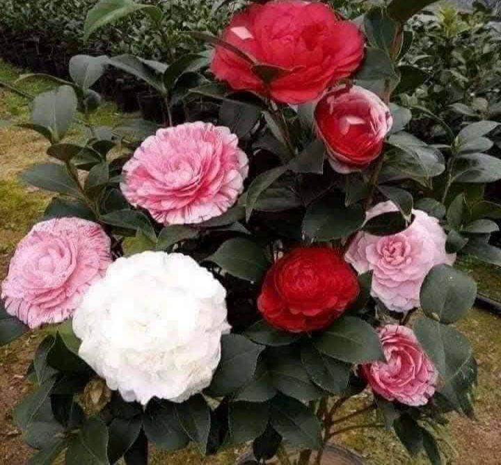 Lô vườn 1600m² tại Kiên Lao, Lục Ngạn - Đất thổ cư 250m², giá tốt thương lượng!