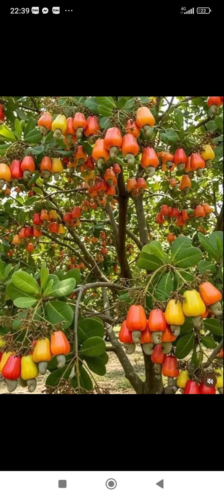 Đất nền 4 xào Phú Hòa Định Quán 285 triệu - Sổ đỏ chính chủ, bớt lộc cho khách thiện chí!