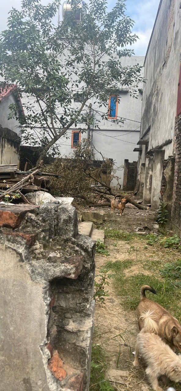 Đất thổ cư Hòa Long Bắc Ninh 48m² giá 1 tỷ - Cơ hội đầu tư hấp dẫn!