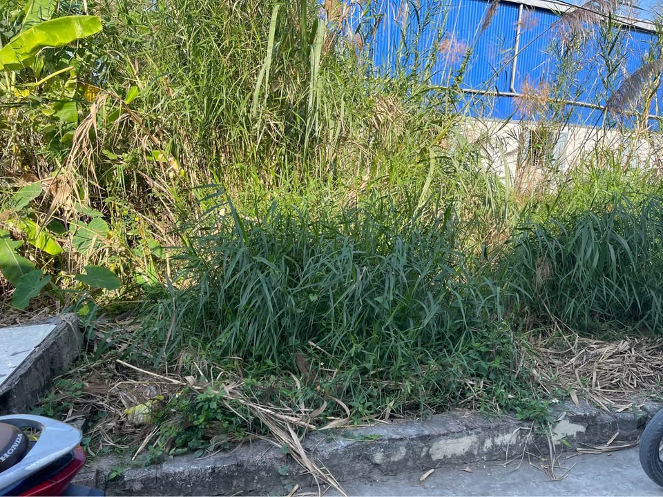 Lô đất Hồng Thái, An Dương 64m² giá 1.55 tỷ - Đường ô tô vào tận nơi!