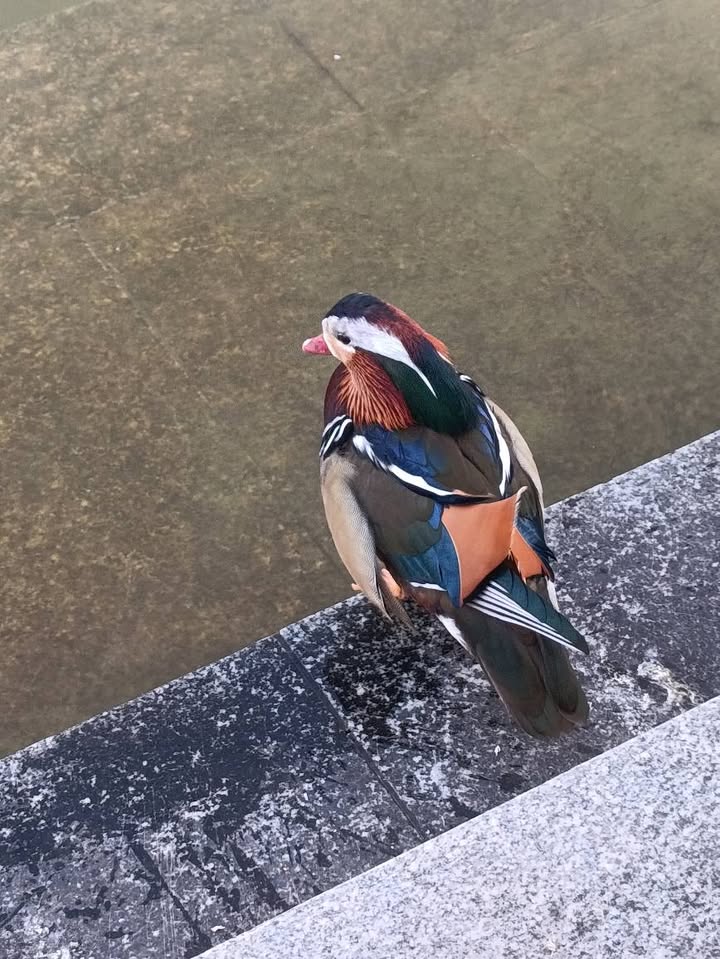 Đất nền Tràng Duệ, Lê Lợi 64m² giá 1.2 tỷ - Hướng Đông, ô tô vào tận nơi!