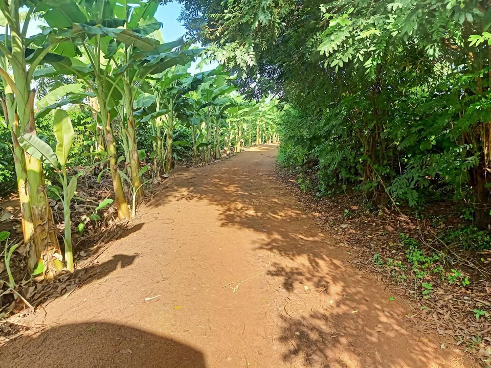 Đất nền Buôn Ma Thuột 1.5ha giá 200 triệu/sào - Cơ hội đầu tư tuyệt vời!