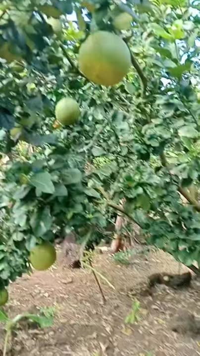 Farm 9300m² tại Phú Tân, Định Quán - Giá chỉ 2.2 tỷ, sổ đỏ chính chủ!