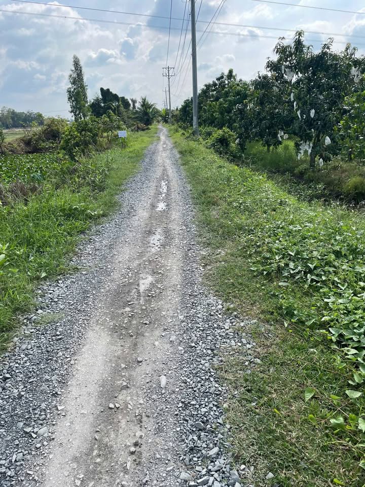 Đất nền 1500m² tại Tân Dương, Lai Vung - Giá chỉ 1.1 tỷ, thương lượng!