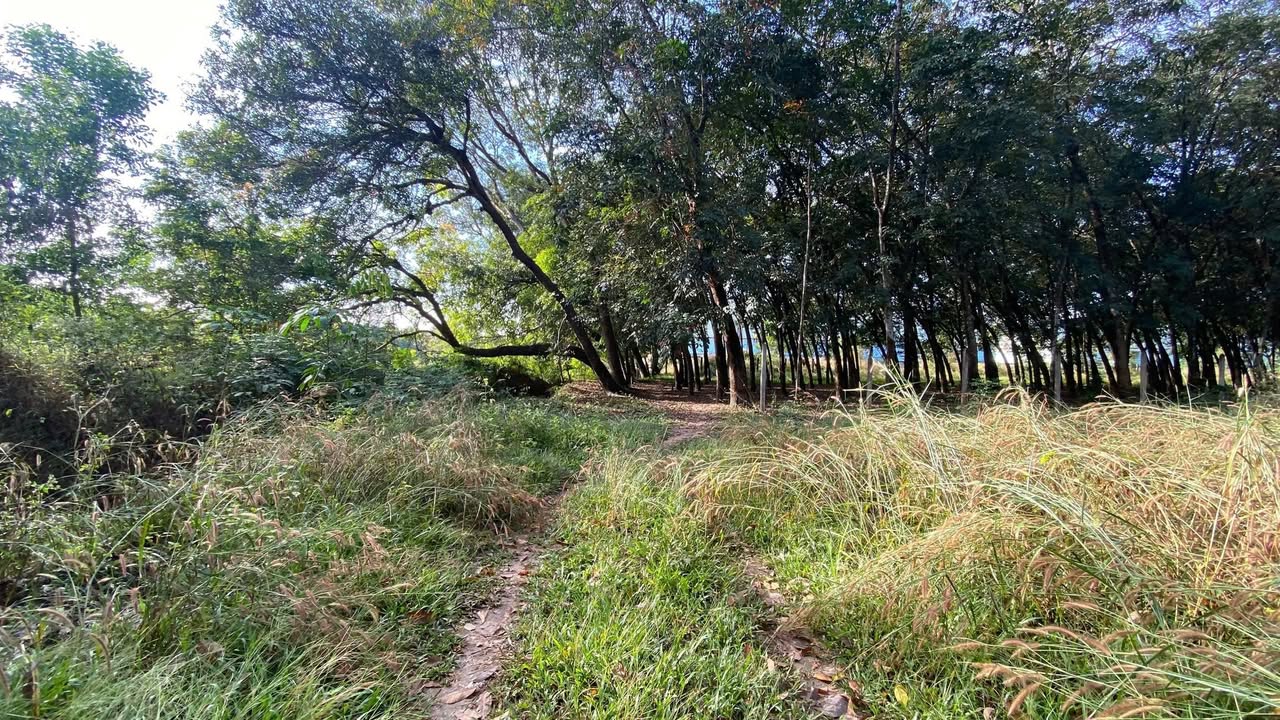 Đất thổ cư 2000m² Hòa Phú, Thủ Dầu Một - Giá chỉ 13 tỷ, thích hợp làm nhà vườn!