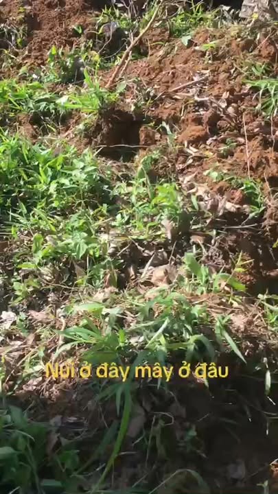 Đất nền Hòa Thành, Krông Bông 10.000m² giá 850 triệu - Cơ hội đầu tư tuyệt vời!