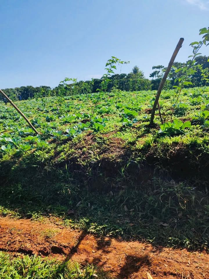 Đất nông nghiệp 1516m² Lạc Long Quân - Bảo Lộc giá 1,25 tỷ - Đầu tư sinh lời!