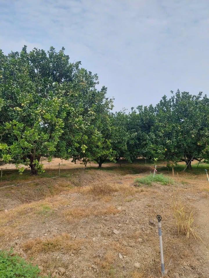 Đất nền Thường Tân, Bắc Tân Uyên 1,5ha giá 14 tỷ - Cơ hội đầu tư tuyệt vời!