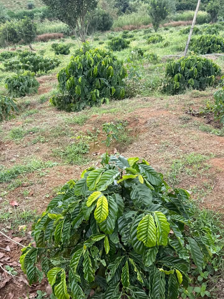 Đất Lâm Bô, Phúc Thọ 8000m² giá 3.2 tỷ - Cơ hội đầu tư tuyệt vời!