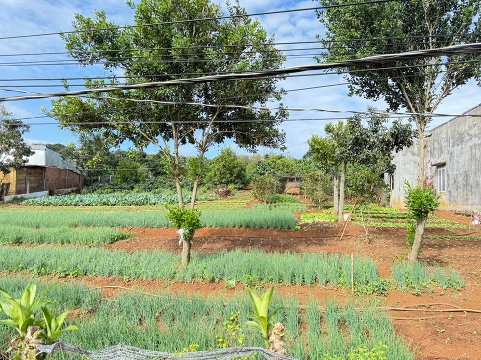 Đất nền Hoài Đức 5000m² giá 4 tỷ - Sổ đỏ chính chủ, đầu tư sinh lời!