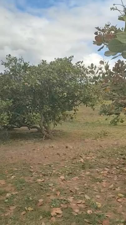 Đất nông nghiệp 2ha tại Ia Ga, Chư Prông, Gia Lai - Phù hợp đầu tư sinh lời!