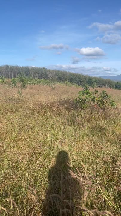 Đất Farm 2,2ha tại Đak Ya, Mang Yang, Gia Lai giá 1,7 tỷ - Đầu tư sinh lời ngay!