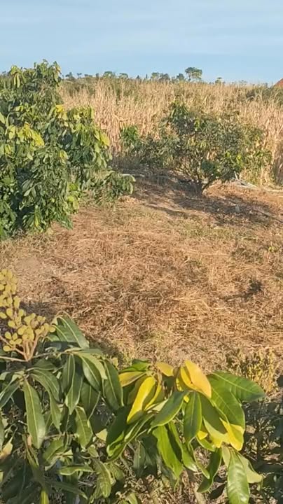 Farm 36,000m² Ia Ga, Chư Prông - Đất có 1,700 gốc nhãn cho thu hoạch!