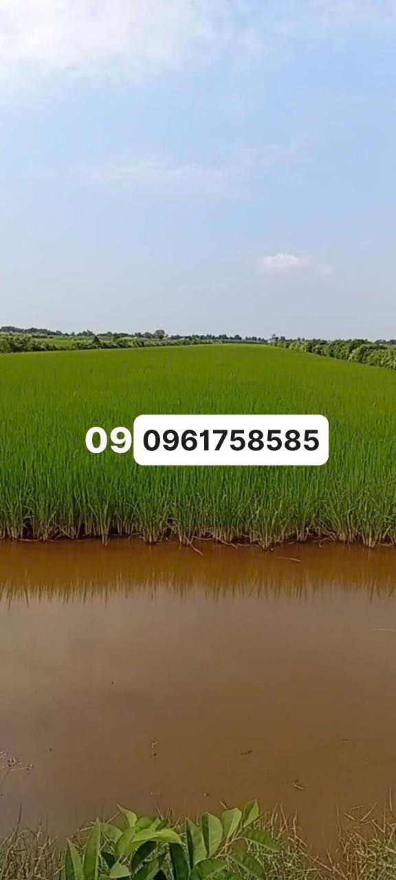 Đất tôm lúa 24 công tại Đông Hòa - Giá chỉ 3.12 tỷ, mặt tiền rộng rãi!