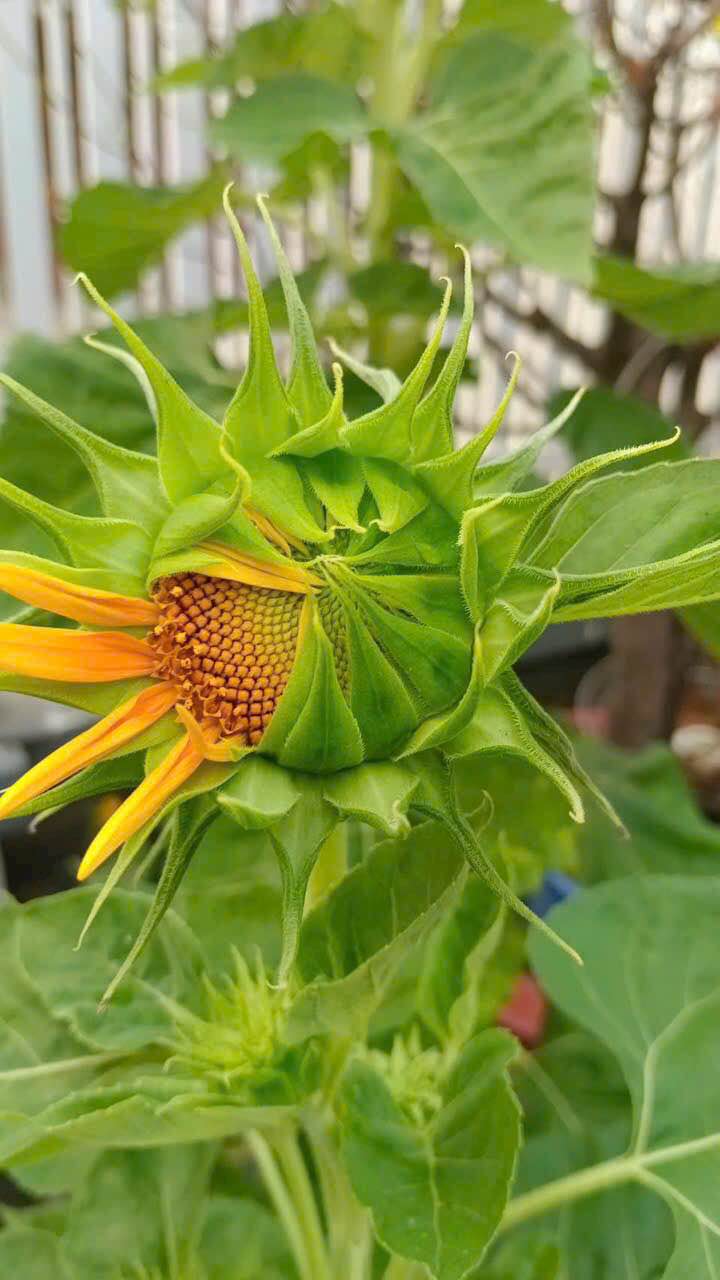 Đất thổ cư Hòa Thành Tây Ninh 135m² giá 12.96 tỷ - Cơ hội đầu tư hấp dẫn!