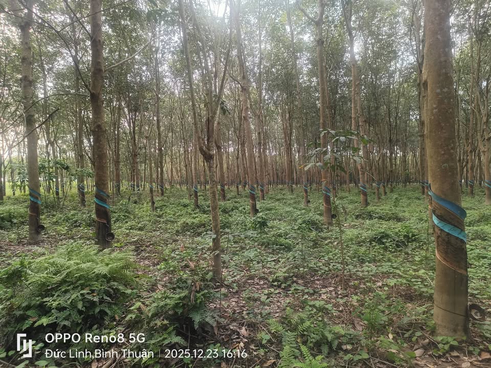 Đất Farm 3ha tại xã Nam Chính, Đức Linh - Sổ đỏ chính chủ, giá 3.1 tỷ!