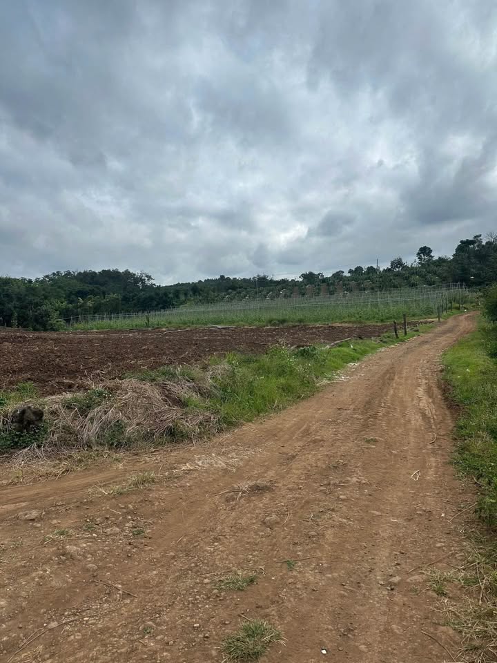 Đất nền 4,8 sào tại Tỉnh Lộ 5, Buôn Ma Thuột – Đầu tư sinh lời dễ dàng!