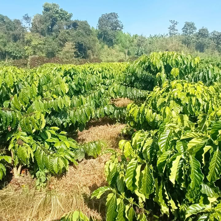 Đất nền Lâm Hà 4185m² giá 2.4 tỷ - Khu vực thiên nhiên trong lành