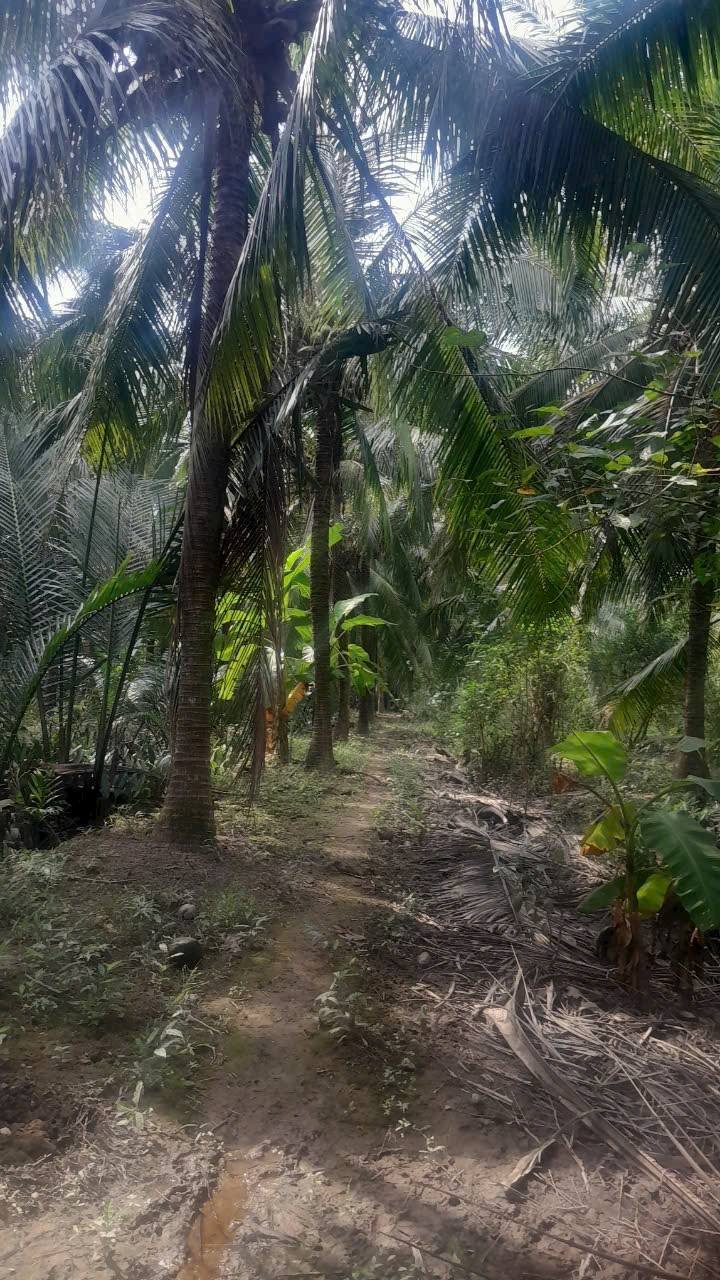 Đất vườn dừa Tân Thành Bình Mỏ Cày Bắc 1622m² giá 500 triệu - Cơ hội đầu tư tuyệt vời!