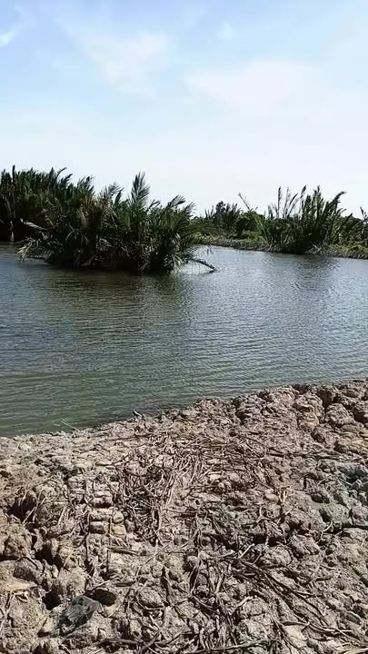 Đất trồng cây Trường Long Hòa 94,5 công - Đường xe máy vào tận nơi!