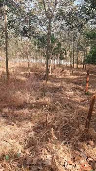 Đất Farm 3ha Phước Tân, Phú Riềng giá 4.8 tỷ - Gần hồ Thác Mơ