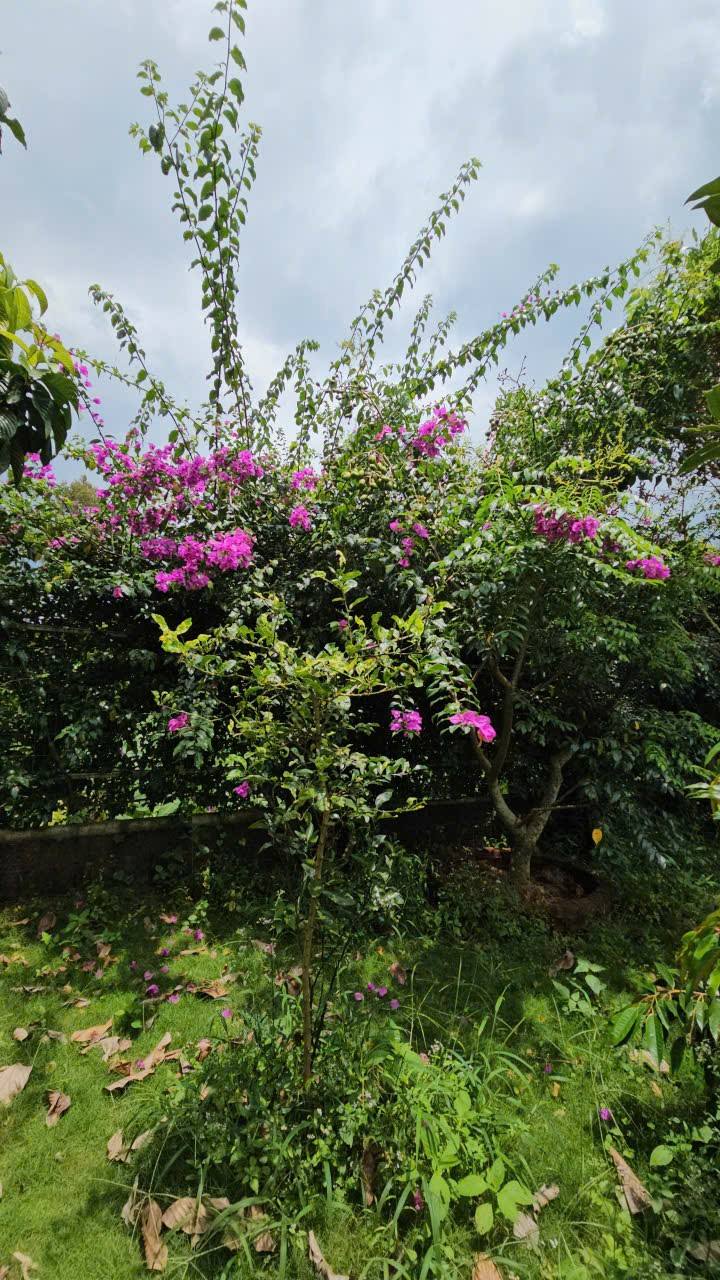 Đất nghỉ dưỡng Bảo Lộc 700m² giá 6.5 tỷ - Sẵn sàng đầu tư ngay!