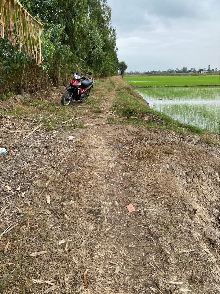 Đất lúa Thoại Sơn An Giang 4600m² giá 150 triệu - Tiềm năng sản xuất ổn định!