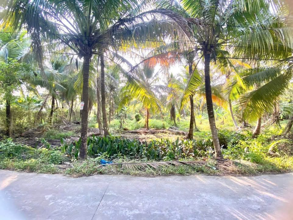 Đất vườn dừa mặt tiền Phú Khương 3235m² chỉ 5.54 tỷ - Tiềm năng đầu tư lớn!