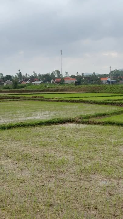 Đất nền 370m² Tây Phú, Tây Sơn, Bình Định - Sổ hồng chính chủ, giá thỏa thuận!