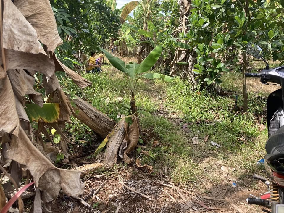 Đất thổ cư 2000m² tại Phú Thịnh, Tân Phú - Giá chỉ 900 triệu, đầu tư sinh lời!