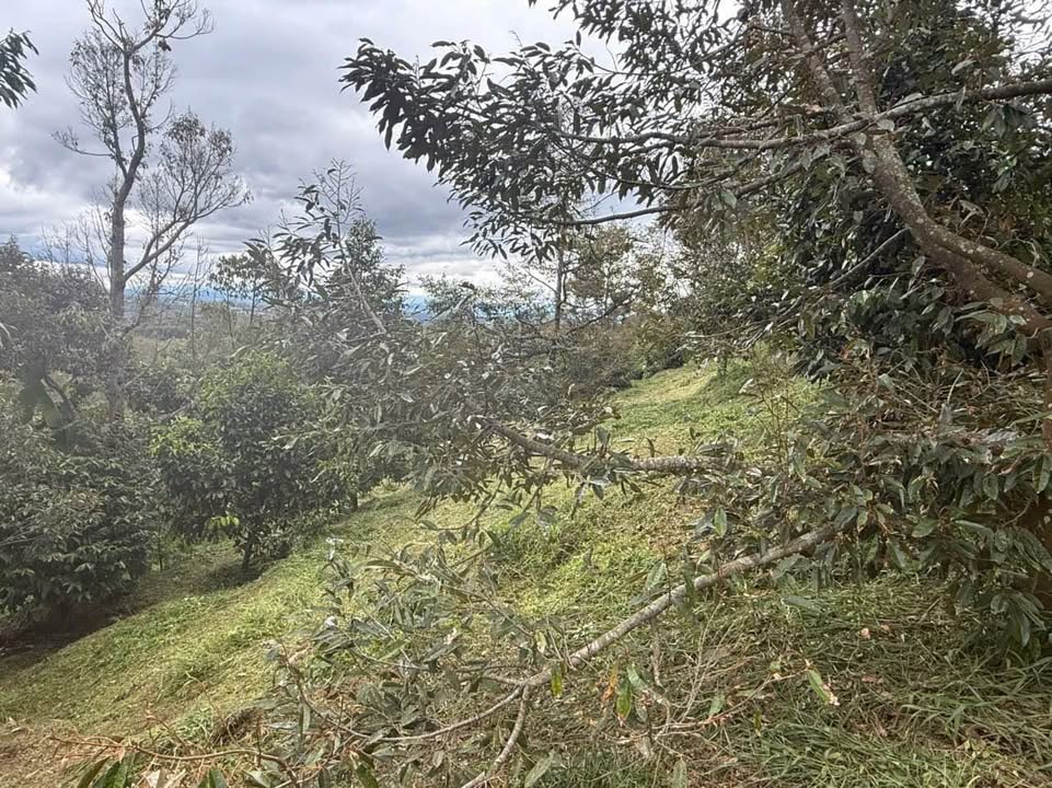 Đất hẻm Chi Lăng, Lộc Thành 3000m² giá 2.5 tỷ - Cơ hội đầu tư hấp dẫn!