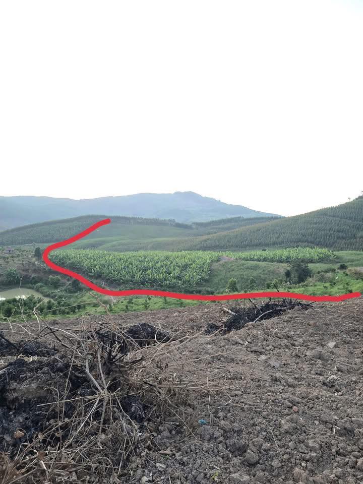 Đất rừng Tân Lập, Lục Ngạn 17,2ha giá 400 triệu - Dễ canh tác, phát triển kinh tế rừng!