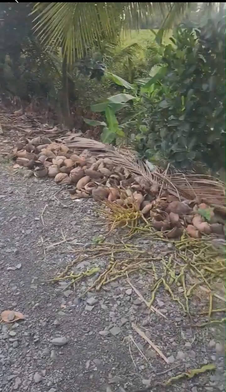 Đất lúa 8000m² tại ấp 5, xã Tân Thành, huyện Thủ Thừa, giá chỉ 5.76 tỷ - Đầu tư sinh lời!