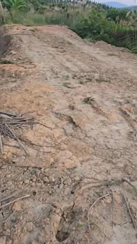 Farm 17,2ha tại Tân Lập - Giá 4 tỷ - Đất rừng tiềm năng trồng cây ăn quả