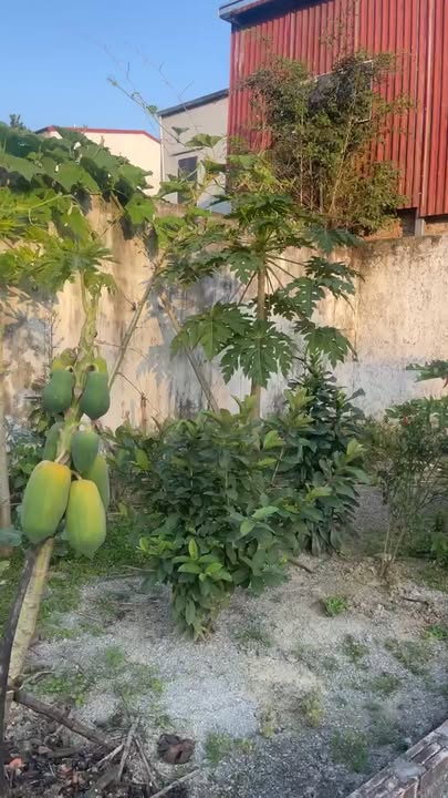 Đất nền Kim Bài 60m² giá 2 tỷ - Tặng vườn đu đủ hấp dẫn!