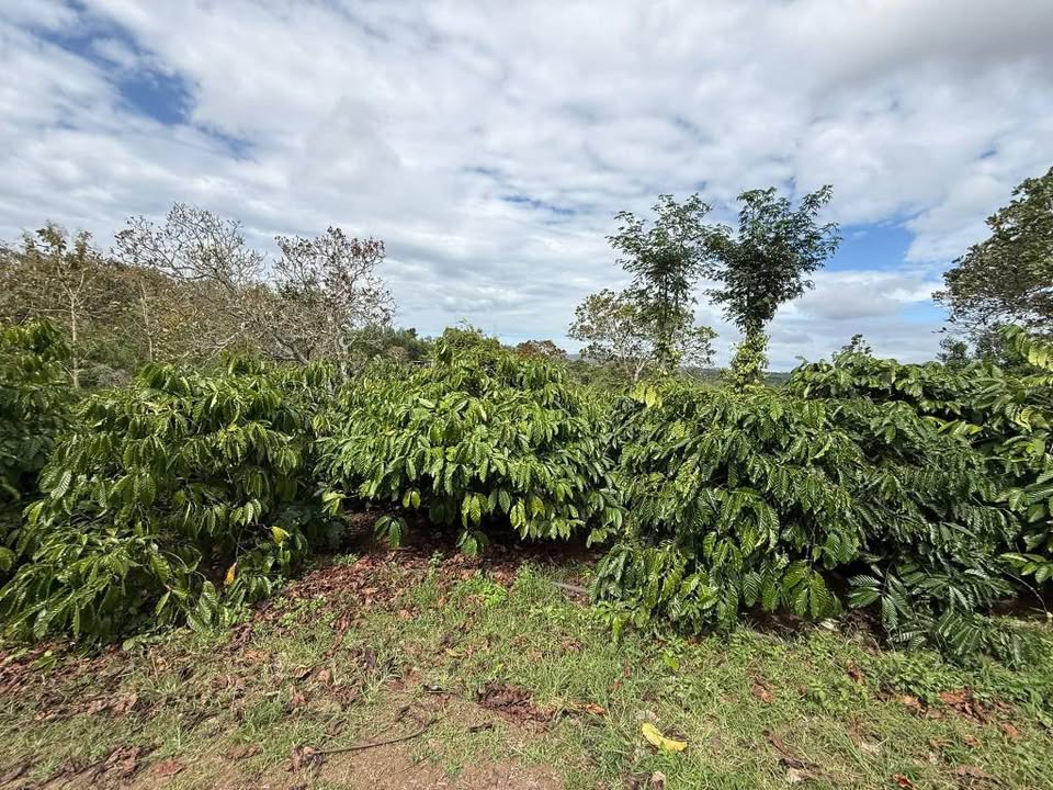 Đất Farm 2.3ha Đường Tránh Ea Ral - Kinh Doanh Hiệu Quả