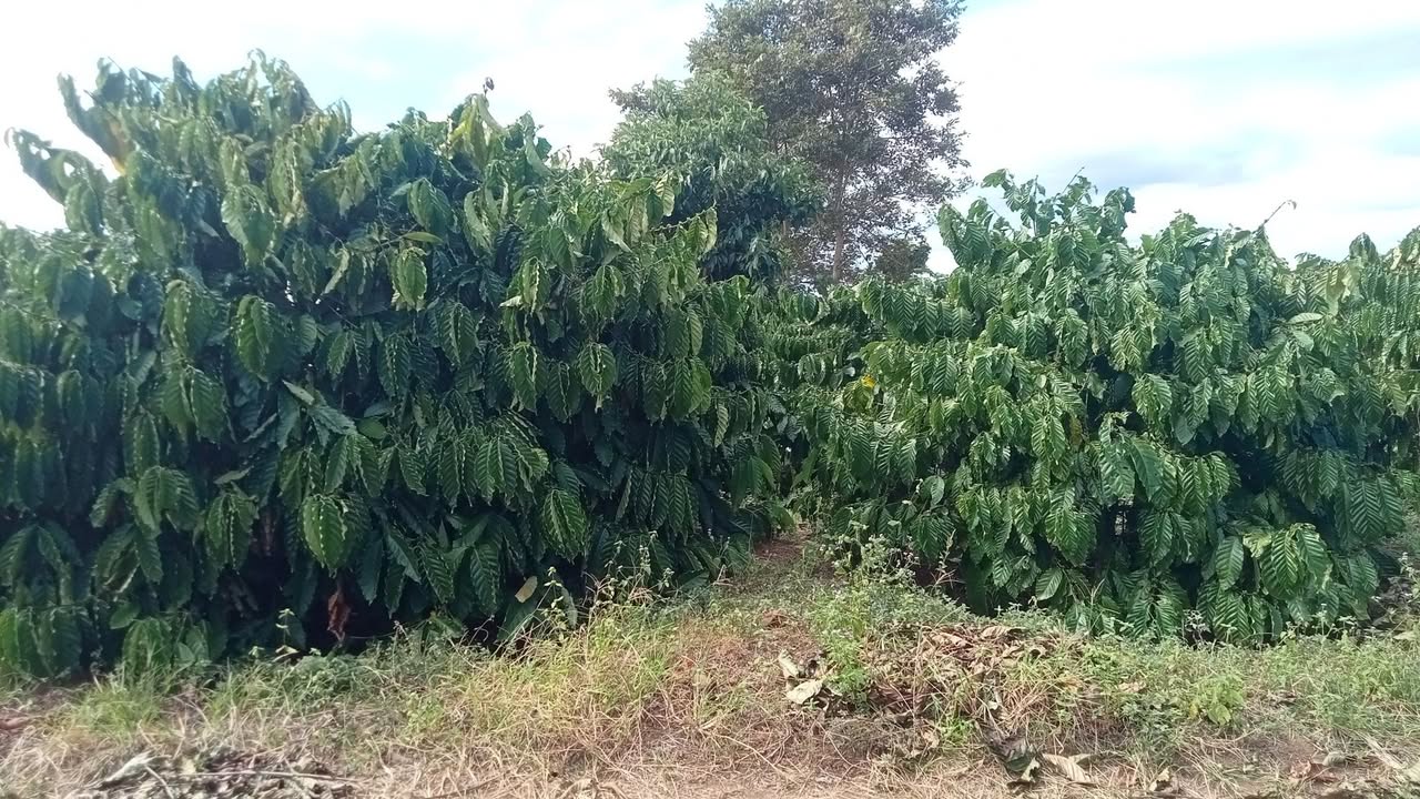 Đất vườn cà phê 4,7ha tại Ia Me, Chư Prông, Gia Lai - Giá chỉ 3,2 tỷ VND!