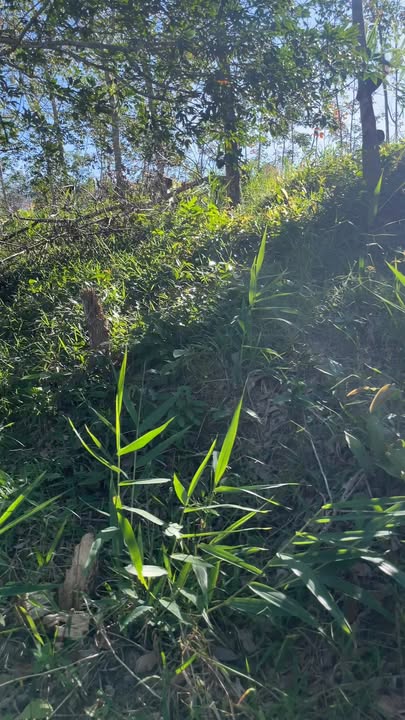 Đất Farm 1.7ha tại xã Sa Nhơn, huyện Sa Thầy - Giá chỉ 850 triệu