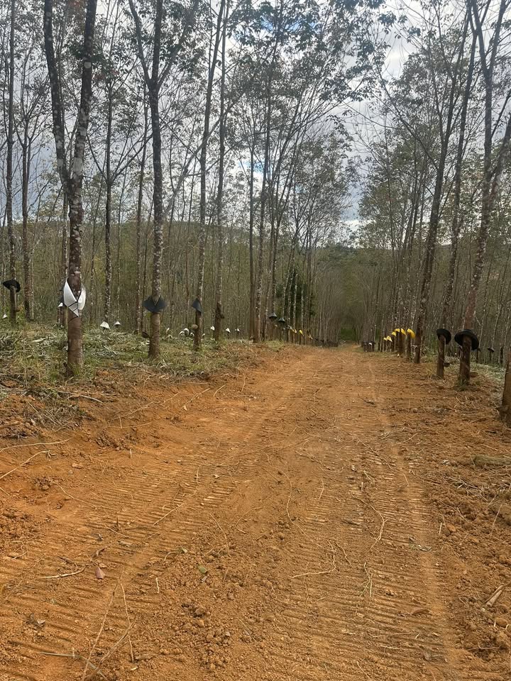 Rẫy cao su Bờ Y 3,4 ha giá 2 tỷ - Đầu tư sinh lời ngay hôm nay!