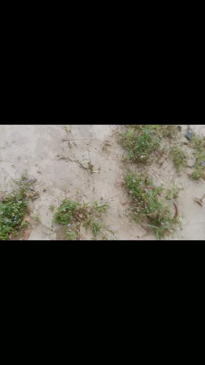 Lô đất trồng tại Kon Thụp, Mang Yang 6000m² - Giá chỉ 260 triệu!