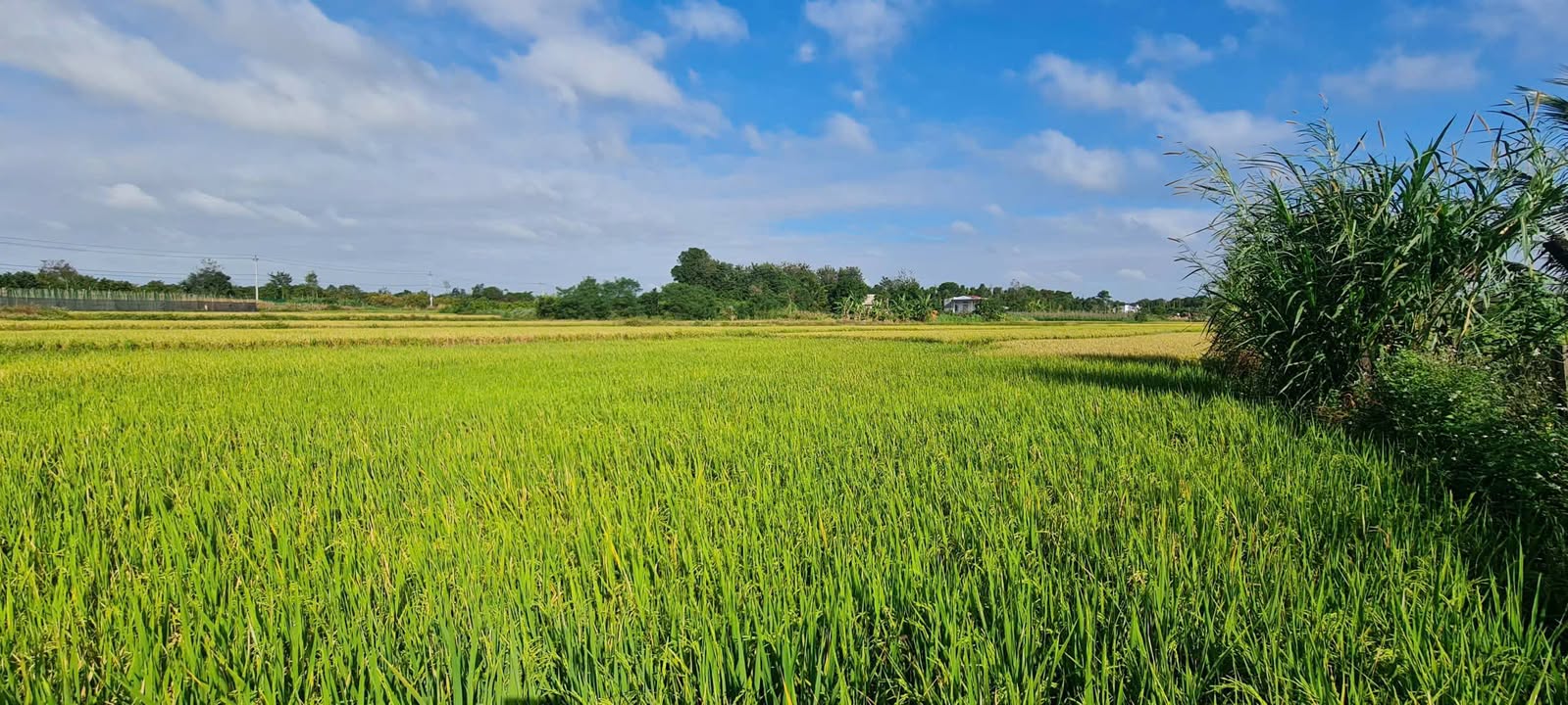 Đất ruộng giá rẻ tại Xã Ea M’nang 360m² chỉ 110 triệu - Gặt ngay sau khi mua!