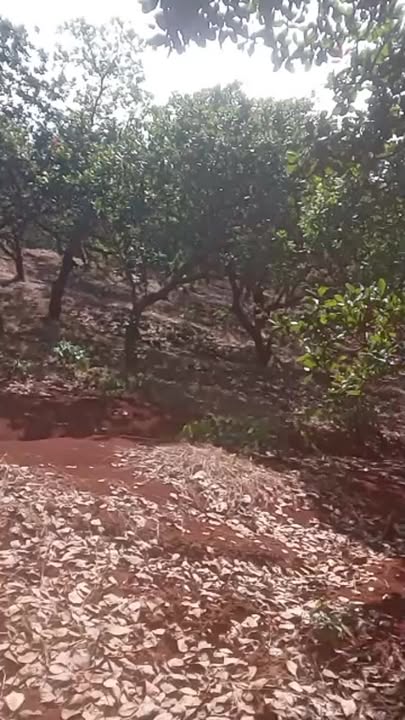 Đất nền 10.000m² tại Bù Gia Mập - Giá chỉ 650 triệu - Cơ hội đầu tư tuyệt vời!