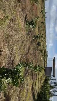 Farm đất đỏ Bazan Cư M'gar 9000m² giá 3.05 tỷ - Đầu tư sinh lời ngay!