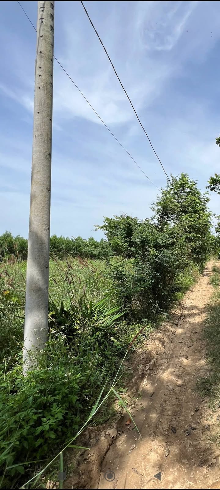 Đất sổ hồng riêng 3600m² mặt tiền 42m tại Phú Ngọc - Giá cực tốt 299 triệu!