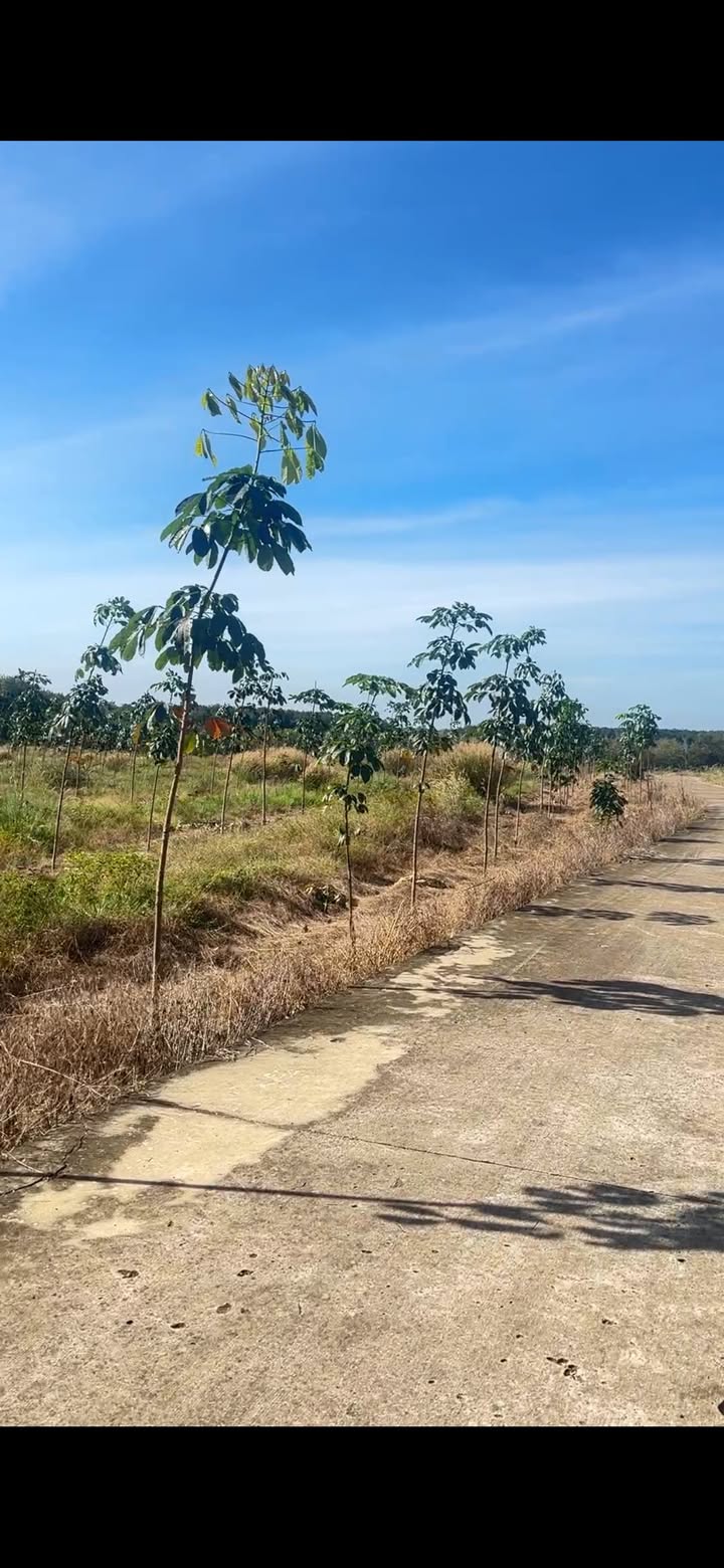 Đất nông nghiệp Minh Lập 10ha giá 30 tỷ - Cơ hội đầu tư tuyệt vời!