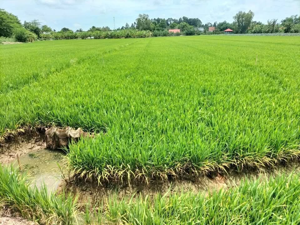 Đất ruộng Vĩnh Trạch Thoại Sơn 14.544m² giá 2.182 tỷ - Sổ hồng hoàn chỉnh!